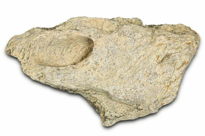 Dinosaur (Triceratops) Frill Shield Section - Montana #338936